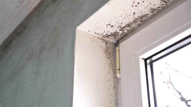 Best Black Mold Remediation in Palos Hls, IL