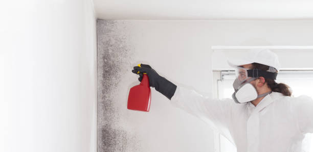 Best White Mold Remediation in Palos Hls, IL