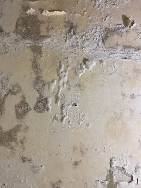 Best DIY Mold Remediation Support Services in Palos Hls, IL