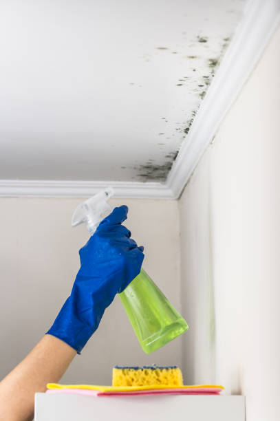 Best Mold Testing and Inspection Services in Palos Hls, IL