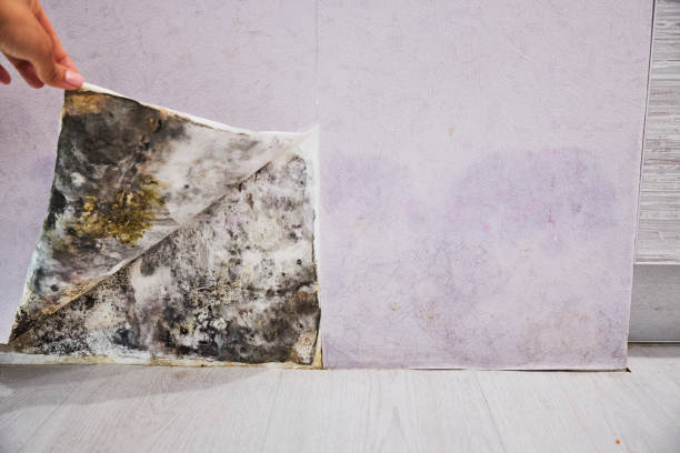Best Attic Mold Remediation in Palos Hls, IL